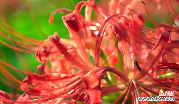 沉静、神秘、温情 曼珠沙华