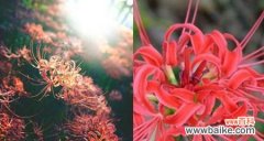 曼珠沙华花娇艳绽放 曼珠沙华的花语和寓意