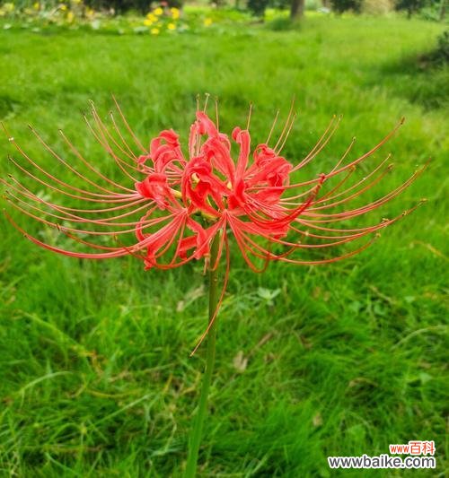 花开如火 曼珠沙华——唤醒内心的力量