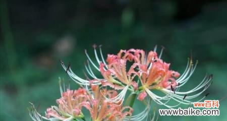 探寻曼珠沙华花的历史渊源和文化内涵 曼珠沙华花语的深意与传承