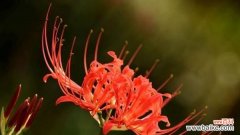 探寻曼珠沙华花的历史渊源和文化内涵 曼珠沙华花语的深意与传承