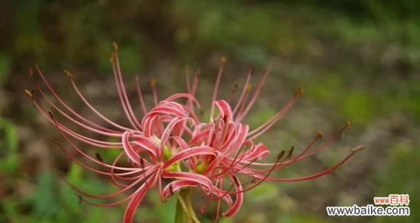 曼珠沙华的花语与寓意