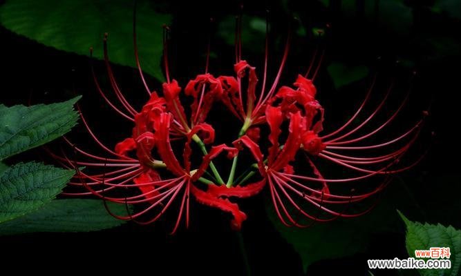 细数曼珠沙华的花语 曼珠沙华的花语——绽放坚强和美丽