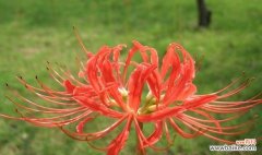 细数曼珠沙华的花语 曼珠沙华的花语——绽放坚强和美丽