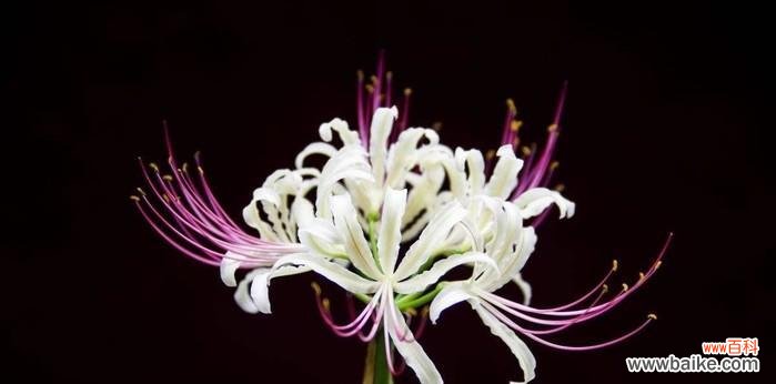 探索曼珠沙华花的深层含义 曼珠沙华花语与寓意