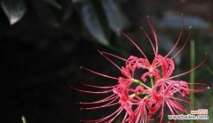 揭示曼珠沙华花的花语秘密及其深刻寓意 曼珠沙华花语的寓意与象征