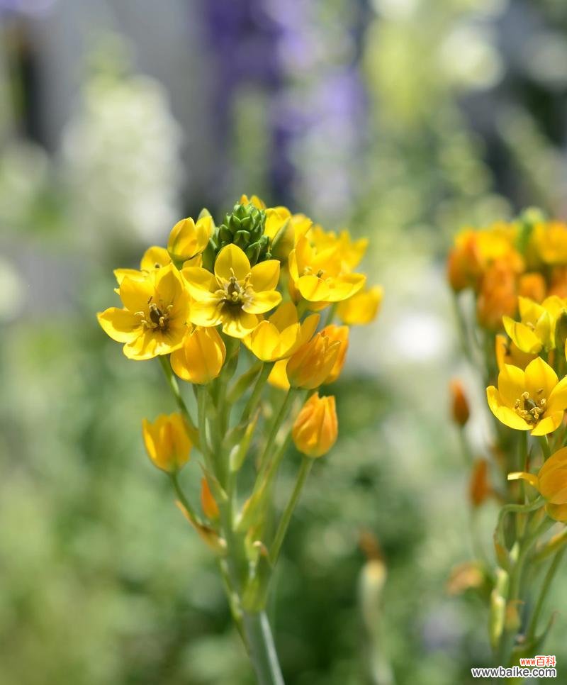 粉色芦苇花的寓意是什么？粉色芦苇花在花语中代表什么？