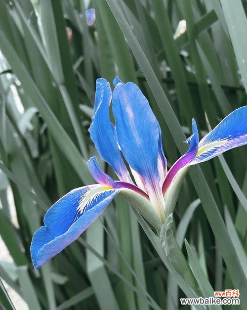 哪种花代表自由和快乐?它们的寓意是什么?