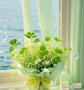 哪种花代表自由和快乐？它们的寓意是什么？