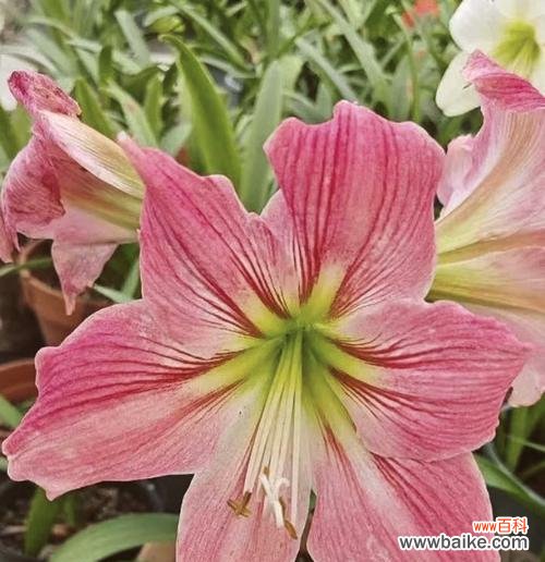 粉色好看的寓意花有哪些？粉色花的象征意义是什么？