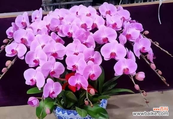 粉色好看的寓意花有哪些？粉色花的象征意义是什么？