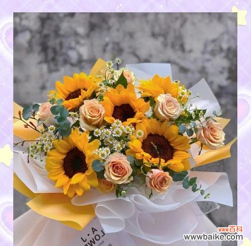 太阳花在爱情中代表什么?它的含义是什么?