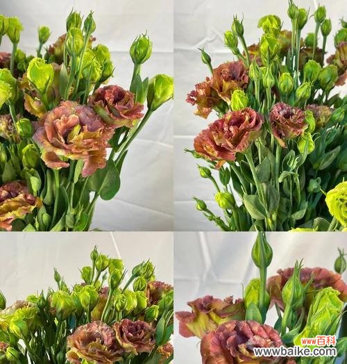 绿色吉梗花的寓意是什么?它象征着什么?