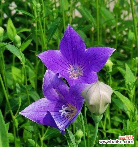 绿色吉梗花的寓意是什么?它象征着什么?