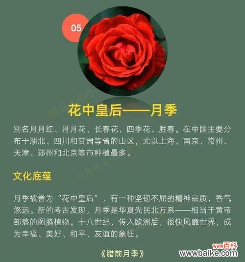 哪些花象征着节日？节日中常见的花卉及其寓意有哪些？