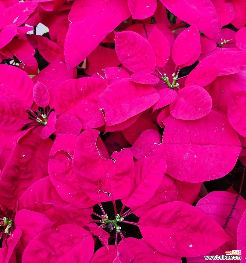 哪些花象征着节日？节日中常见的花卉及其寓意有哪些？