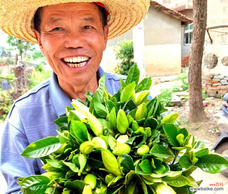 栀子花在端午节有何特别含义？