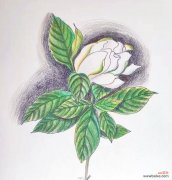 栀子花在端午节有何特别含义？