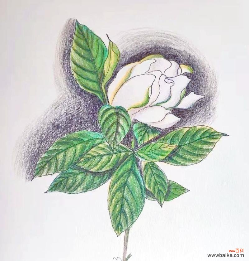 栀子花在端午节有何特别含义？