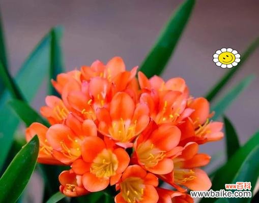 吉祥的花有哪些?它们各自代表了哪些积极的寓意?