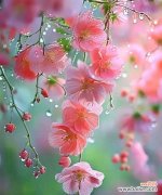 吉祥的花有哪些？它们各自代表了哪些积极的寓意？