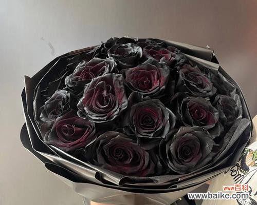 黑色玫瑰花象征什么?黑色玫瑰的花语是什么?