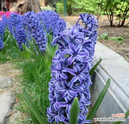 追寻幸福之旅的花语——黄色风信子的传达的意义 黄色风信子的花语与意义