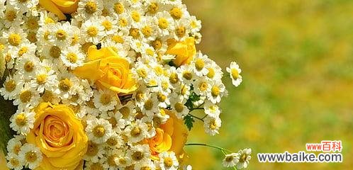 探索黄色雏菊的花语与象征意义 黄色雏菊的花语和寓意