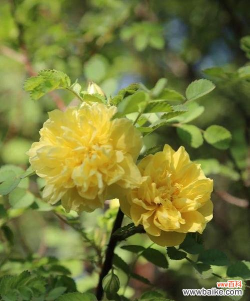 揭示黄蔷薇的花语和象征意义 黄蔷薇花语与代表意义