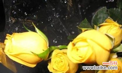 揭示黄蔷薇的花语和象征意义 黄蔷薇花语与代表意义