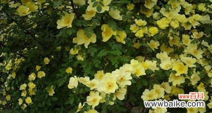 揭示黄蔷薇的花语和象征意义 黄蔷薇花语与代表意义