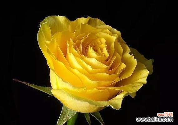 用黄月季花语传递积极向上的力量 黄月季花语