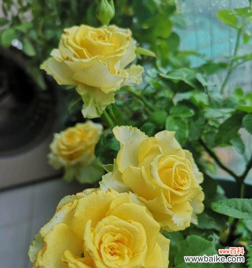 用黄月季花语传递积极向上的力量 黄月季花语