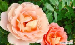 用黄月季花语传递积极向上的力量 黄月季花语