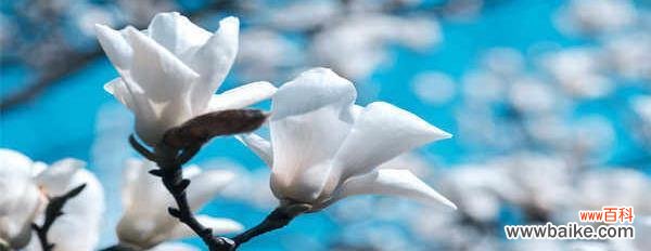 探索黄玉兰花的美丽与深意 黄玉兰花的寓意与象征意义