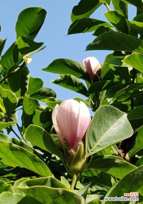 探索黄玉兰花的美丽与深意 黄玉兰花的寓意与象征意义