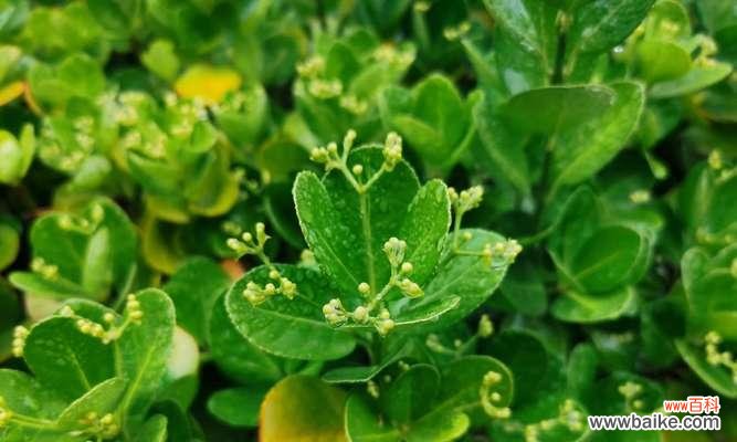 探寻黄杨树的寓意与象征意义 黄杨树——坚韧不拔的生命力