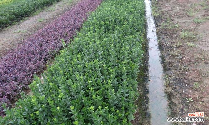 探寻黄杨树的寓意与象征意义 黄杨树——坚韧不拔的生命力