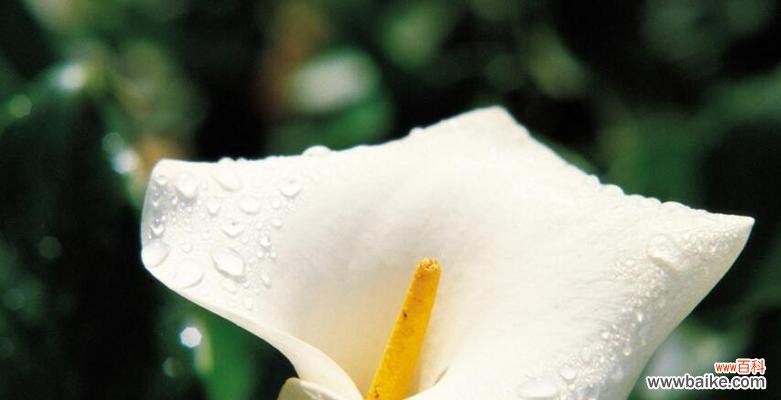 唤醒心底的温暖与希望 黄色马蹄莲