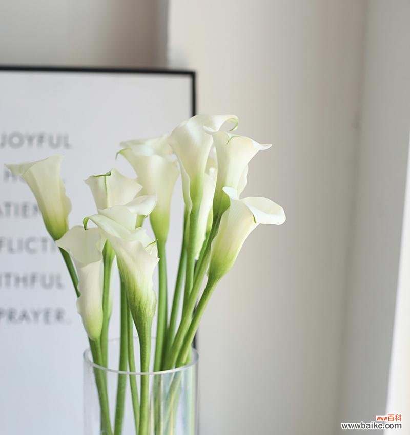 唤醒心底的温暖与希望 黄色马蹄莲