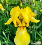 揭开黄色鸢尾花的心灵密码 黄色鸢尾花的花语之秘