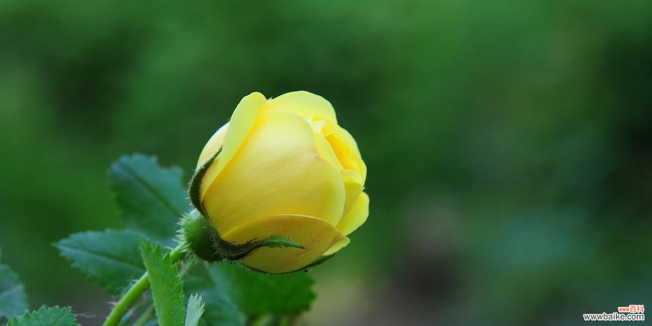 探索黄色玫瑰背后的情感与寓意 黄色玫瑰的象征意义