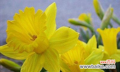传递希望与勇气的花朵 黄水仙花语