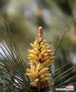 探寻黄山松的精神内涵与艺术魅力 黄山松的象征意义及其美学价值