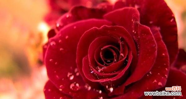 探寻玫瑰花语背后的秘密 10朵玫瑰代表的花语及其意义