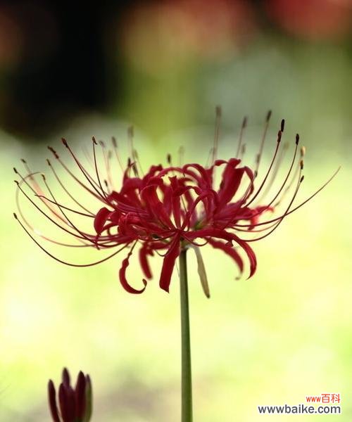 探索曼珠沙华的文化内涵与意义 解析以曼珠沙华是什么意思