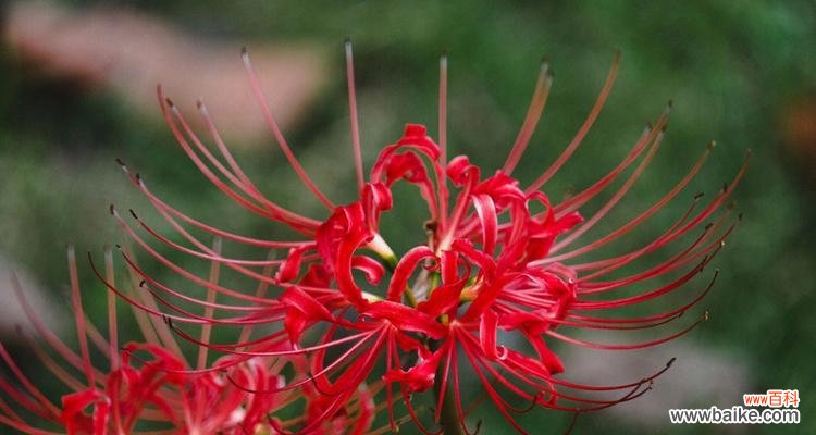 探索曼珠沙华的文化内涵与意义 解析以曼珠沙华是什么意思