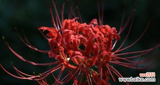 探索曼珠沙华的文化内涵与意义 解析以曼珠沙华是什么意思