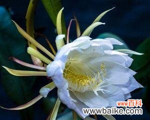 探寻猫尾草的隐藏意义与文化象征 猫尾草的花语和文化背景