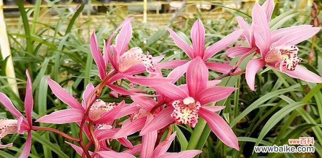 探寻猫尾草的隐藏意义与文化象征 猫尾草的花语和文化背景